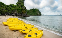 Swan Cruise - Kayaking